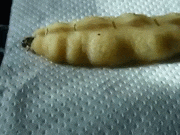 Diệt mối đất