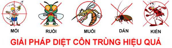 DIỆT MỐI TẬN GỐC TẠI THÁI NGUYÊN. Diệt mối tận gốc tại tỉnh thái nguyên, cam kết 100% hết mối.