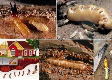 DIỆT MỐI TAI HẢI DƯƠNG 0969.651.661. diệt mối giá rẻ. cam kết hết mối 100%. Gọi để được tư vẫn miến phí