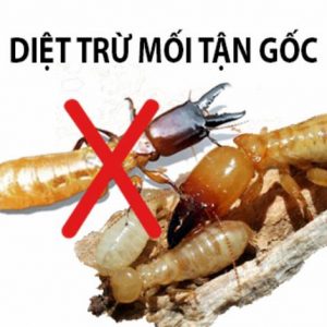 Dịch vụ diệt mối tận gốc ở Tuyên Quang