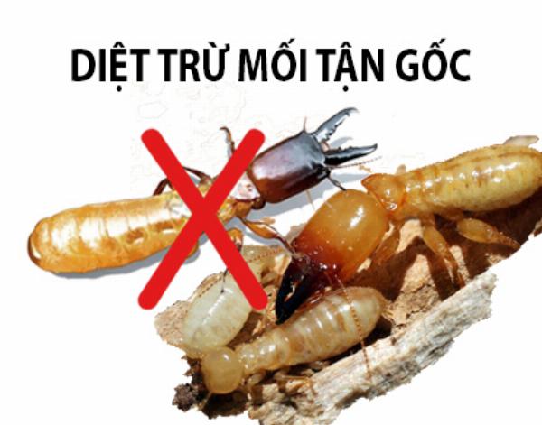 CÔNG TY TNHH KIỂM SOÁT CÔN TRÙNG AN TOÀN VIỆT NAM . Chuyên cung cấp dịch vụ diệt mối, diệt mối tận gốc, phòng chống mối ở tỉnh thái bình cam kết hết mối 100% chỉ sau 1 lần diệt.