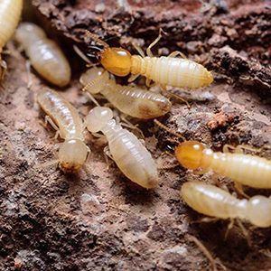 Dịch vụ diệt mối tận gốc ở Cao Bằng