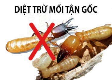 DIỆT MỐI TẬN GỐC TẠI BẮC NINH 0969.651.661. Uy tín, chuyên nghiệp, kinh nghiệm lâu năm trong nghề. Bảo hành lâu năm . Gọi để được khảo sát tư vẫn miễn phí.