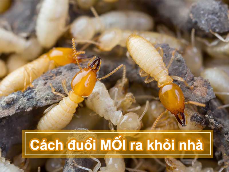 Dịch vụ diệt mối tận gốc ở Hưng Yên, phòng chống mối, diệt côn trùng hiệu quả