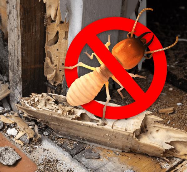 Dịch vụ Diệt mối tại Kênh Giang – Thủy Nguyên – Hải Phòng 0969.651.661