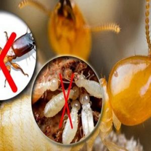 Dịch vụ diệt mối tận gốc ở Kinh môn – Hải Dương