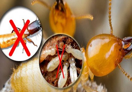Dịch vụ diệt mối tận gốc ở Quảng Ninh