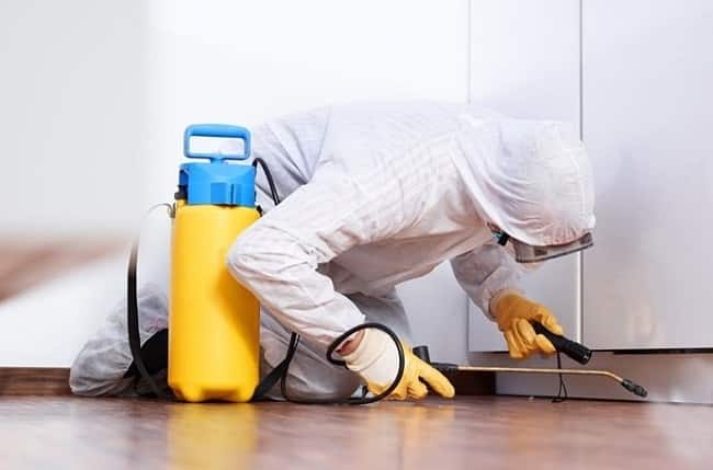 Diệt mối tận gốc tại nhà