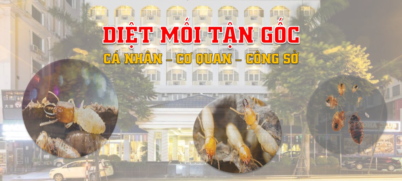 Dịch Vụ Diệt Mối Tại Nhà Hà Nội